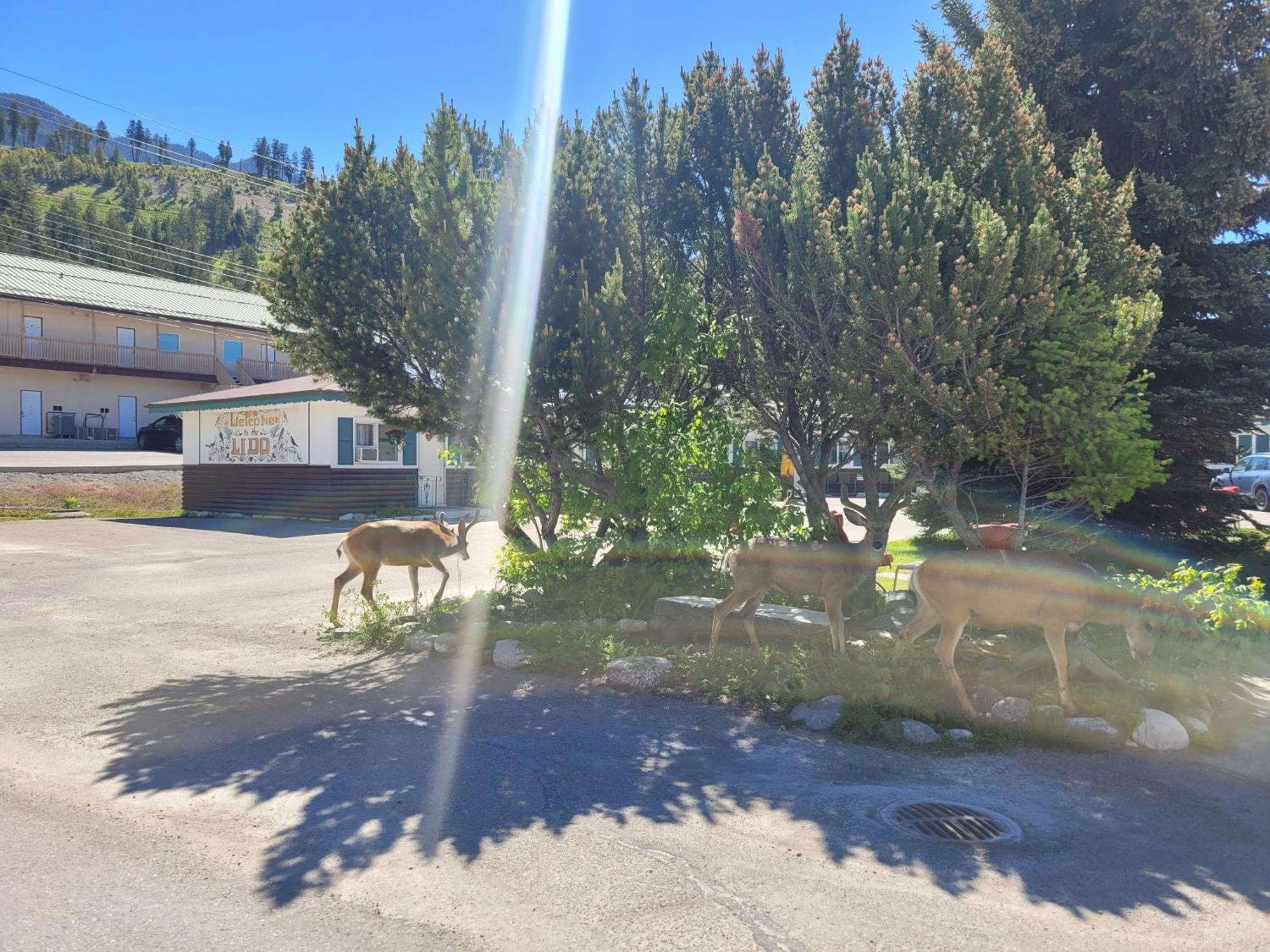 Lido Motel Radium Hot Springs Dış mekan fotoğraf